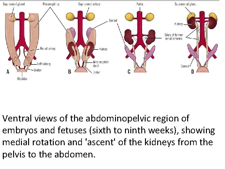 Ventral views of the abdominopelvic region of embryos and fetuses (sixth to ninth weeks),