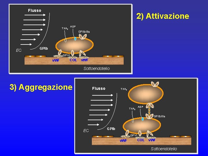 Flusso 2) Attivazione TXA 2 EC ADP GPIIb. IIIa GPIb GPVI v. WF COL