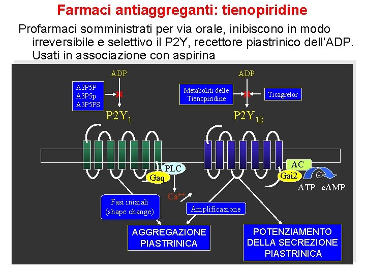 Farmaci antiaggreganti: tienopiridine Profarmaci somministrati per via orale, inibiscono in modo irreversibile e selettivo