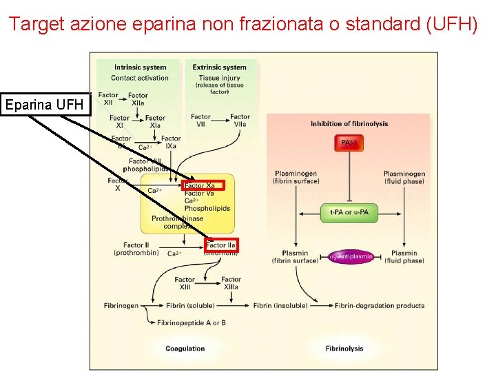 Target azione eparina non frazionata o standard (UFH) Eparina UFH 