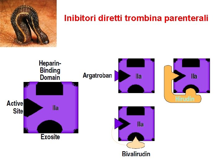 Inibitori diretti trombina parenterali 