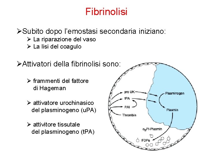 Fibrinolisi ØSubito dopo l’emostasi secondaria iniziano: Ø La riparazione del vaso Ø La lisi