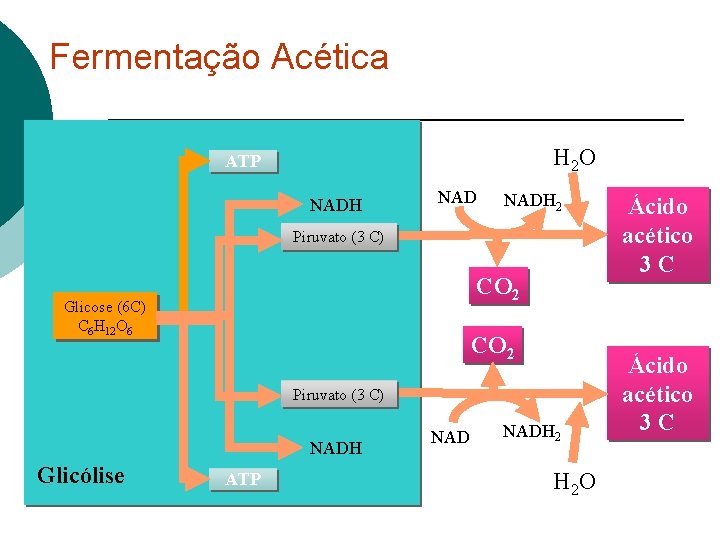 Fermentação Acética H 2 O ATP NADH 2 Piruvato (3 C) CO 2 Glicose