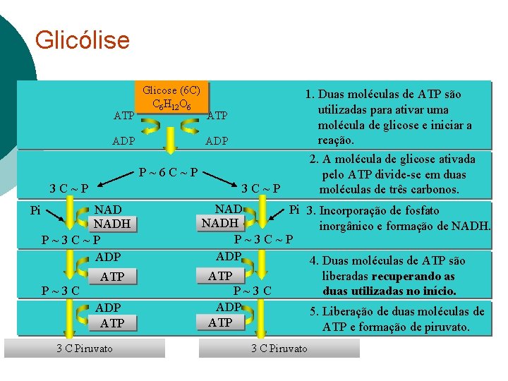 Glicólise ATP Glicose (6 C) C 6 H 12 O 6 ADP ATP ADP