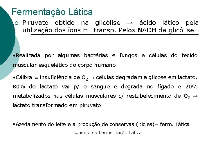 Fermentação Lática ¡ Piruvato obtido na glicólise → ácido lático pela utilização dos íons