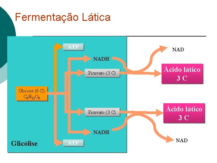 Fermentação Lática ATP NADH Piruvato (3 C) Ácido lático 3 C Glicose (6 C)