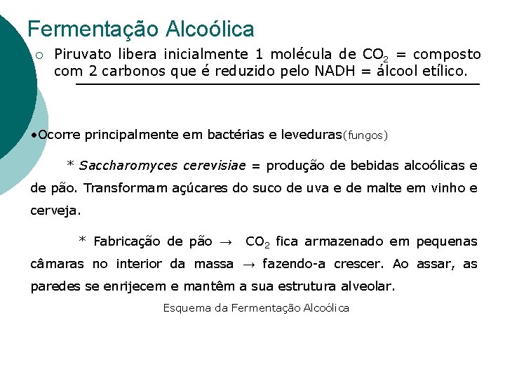 Fermentação Alcoólica ¡ Piruvato libera inicialmente 1 molécula de CO 2 = composto com