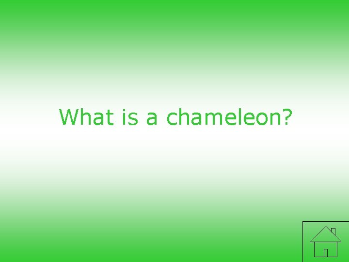 What is a chameleon? 