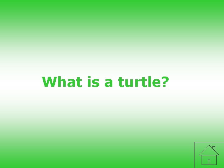 What is a turtle? 