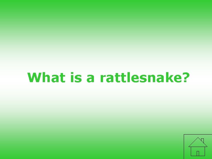 What is a rattlesnake? 