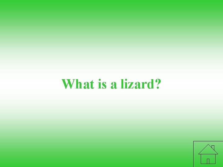 What is a lizard? 