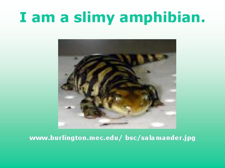 I am a slimy amphibian. www. burlington. mec. edu/ bsc/salamander. jpg 