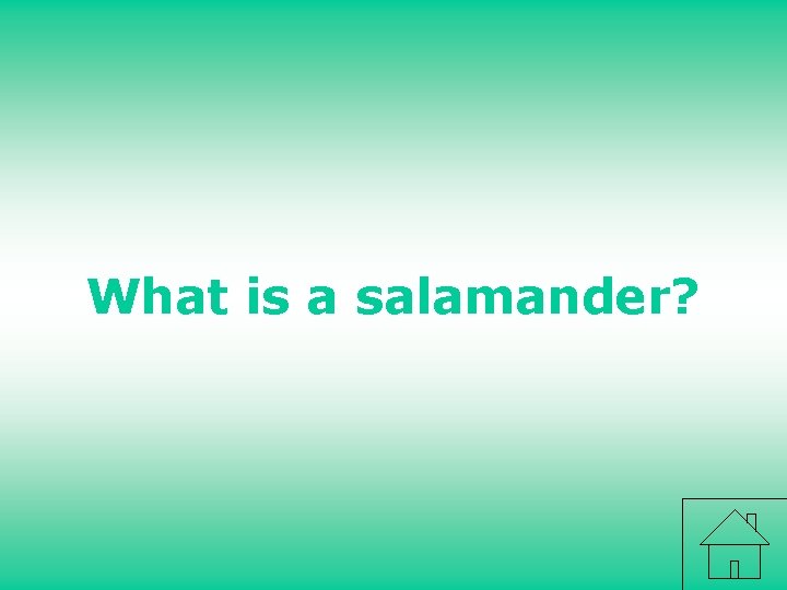 What is a salamander? 
