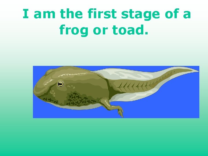 I am the first stage of a frog or toad. 