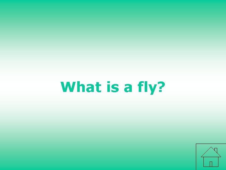 What is a fly? 