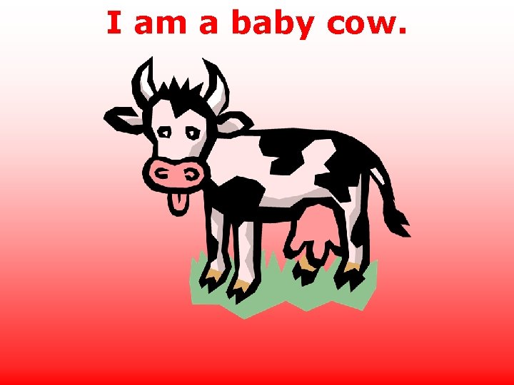 I am a baby cow. 