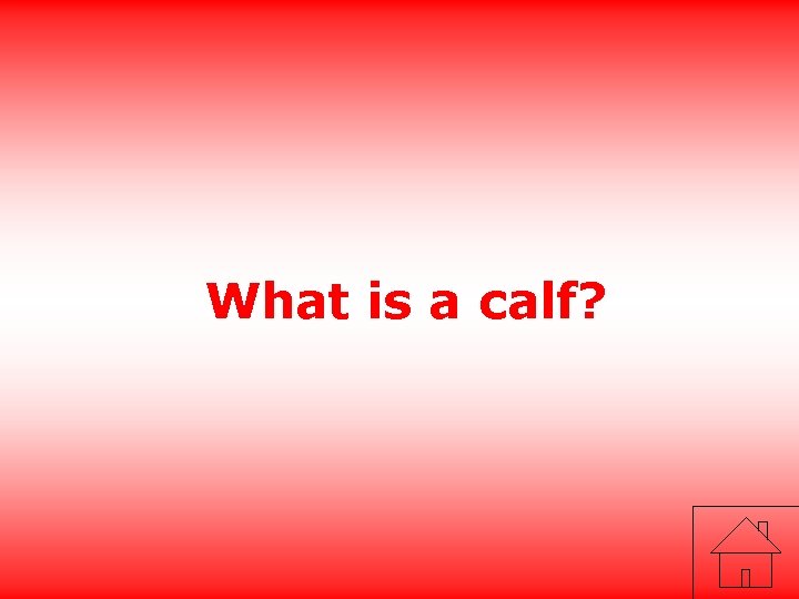 What is a calf? 