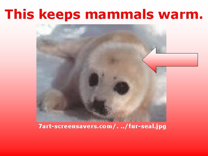 This keeps mammals warm. 7 art-screensavers. com/. . . /fur-seal. jpg 