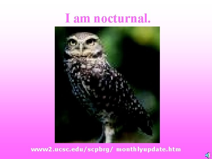I am nocturnal. www 2. ucsc. edu/scpbrg/ monthlyupdate. htm 