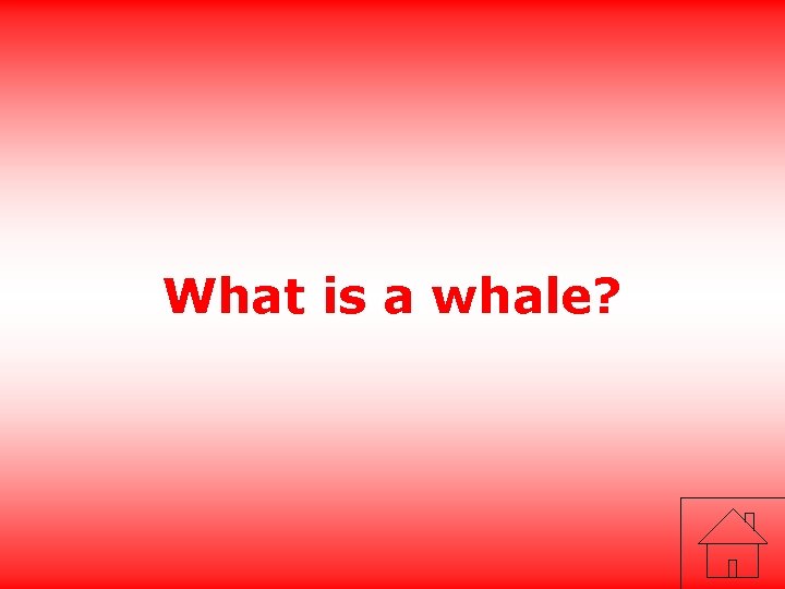 What is a whale? 