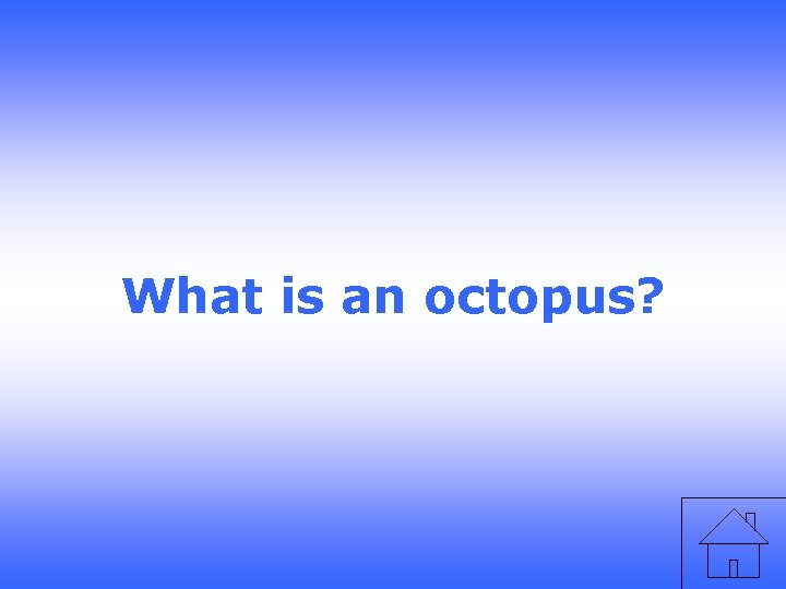 What is an octopus? 