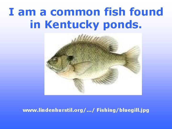 I am a common fish found in Kentucky ponds. www. lindenhurstil. org/. . .