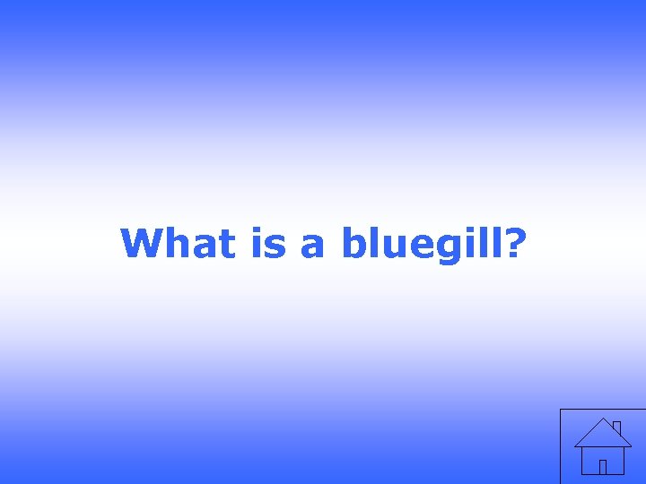 What is a bluegill? 