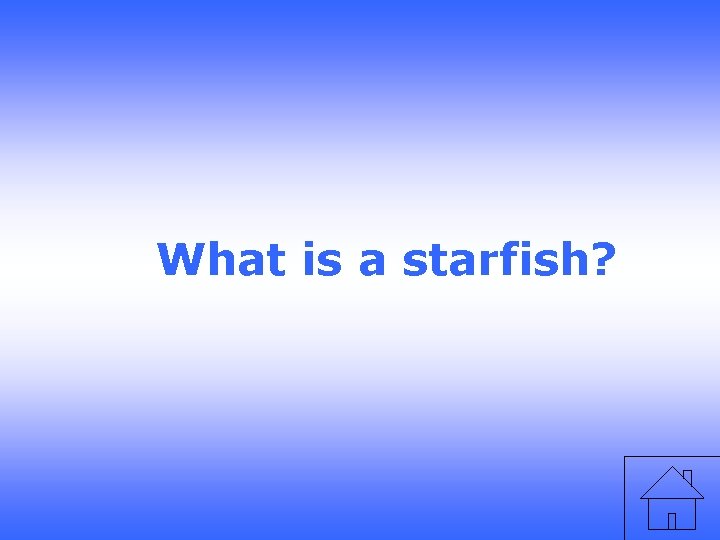What is a starfish? 
