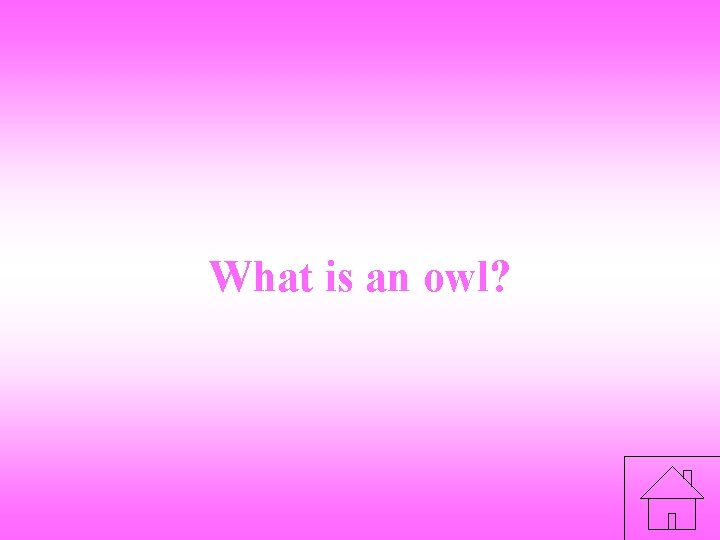 What is an owl? 