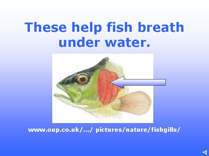 These help fish breath under water. www. oup. co. uk/. . . / pictures/nature/fishgills/