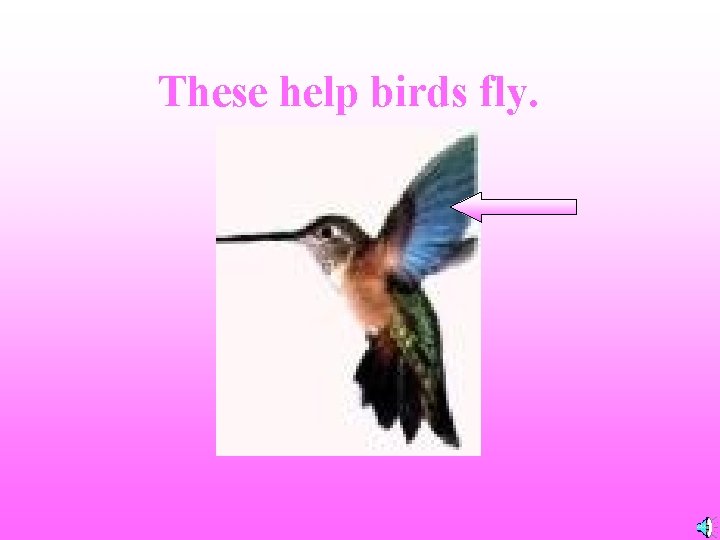 These help birds fly. 