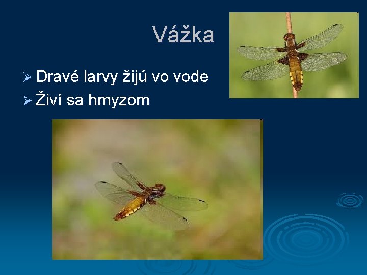 Vážka Ø Dravé larvy žijú vo vode Ø Živí sa hmyzom 