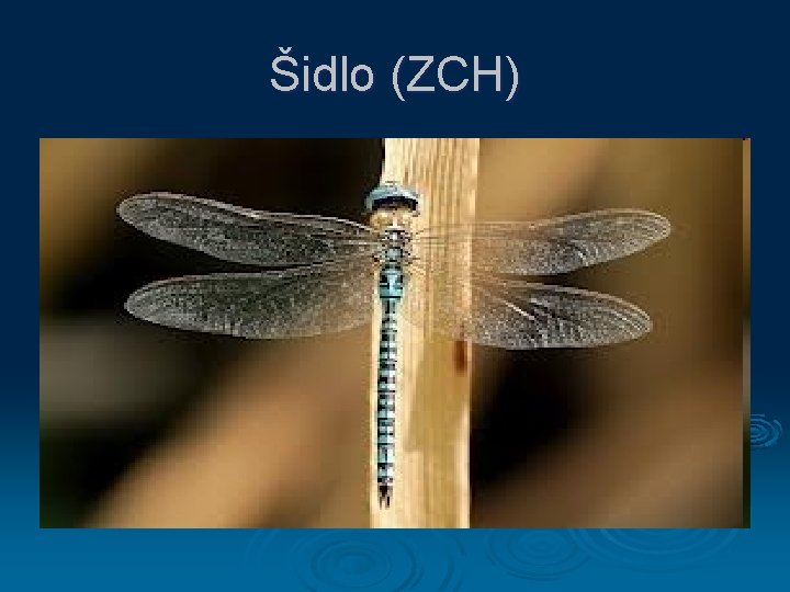 Šidlo (ZCH) 