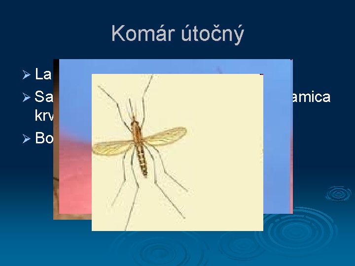 Komár útočný Ø Larvy a kukly sa vyvíjajú vo vode Ø Samec sa živí