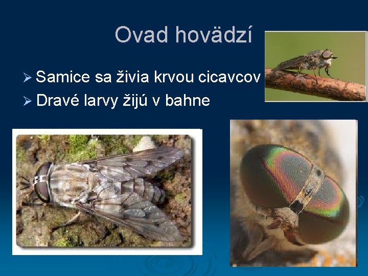 Ovad hovädzí Ø Samice sa živia krvou cicavcov Ø Dravé larvy žijú v bahne