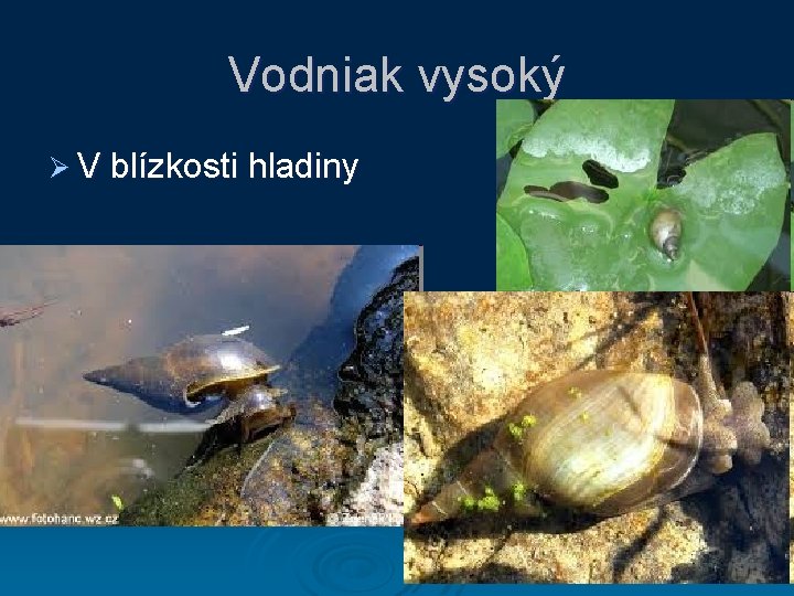 Vodniak vysoký Ø V blízkosti hladiny 