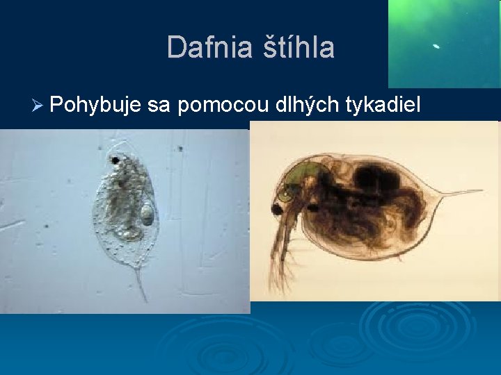 Dafnia štíhla Ø Pohybuje sa pomocou dlhých tykadiel 