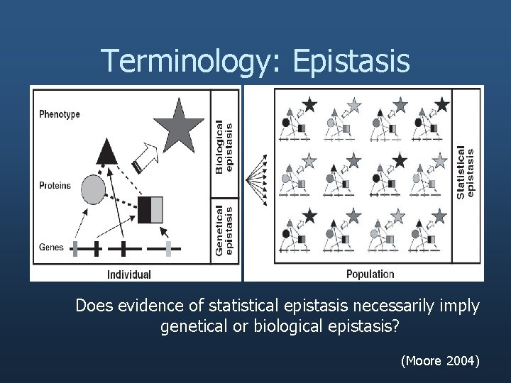 Terminology: Epistasis Does evidence of statistical epistasis necessarily imply genetical or biological epistasis? (Moore