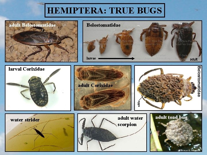 HEMIPTERA: TRUE BUGS adult Belostomatidae larvae larval Corixidae adult Corixidae water strider adult water