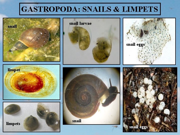 GASTROPODA: SNAILS & LIMPETS snail larvae snail eggs limpets snail eggs 