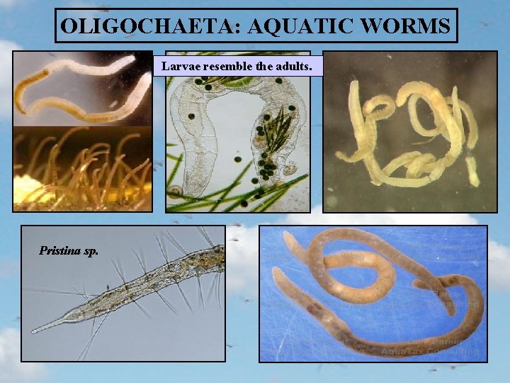 OLIGOCHAETA: AQUATIC WORMS Larvae resemble the adults. Pristina sp. 