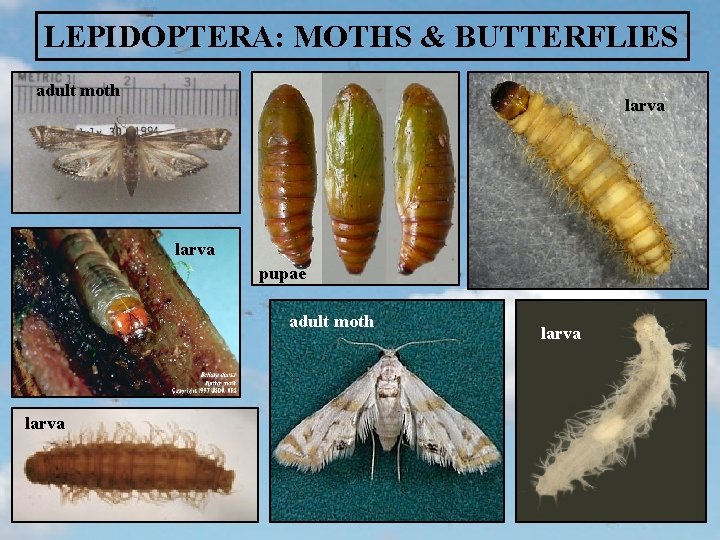 LEPIDOPTERA: MOTHS & BUTTERFLIES adult moth larva pupae adult moth larva 