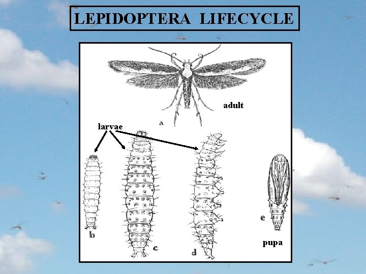 LEPIDOPTERA LIFECYCLE adult larvae pupa 