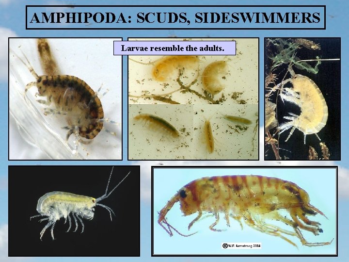 AMPHIPODA: SCUDS, SIDESWIMMERS Larvae resemble the adults. 
