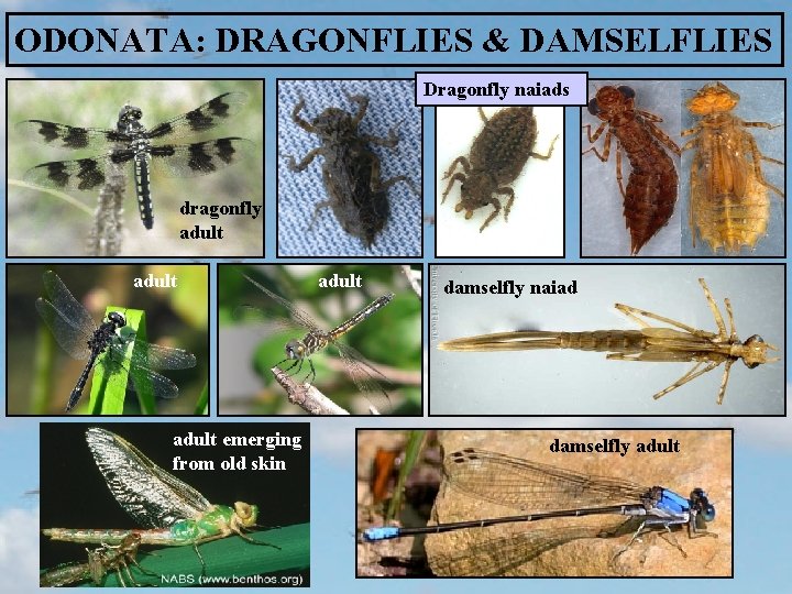 ODONATA: DRAGONFLIES & DAMSELFLIES Dragonfly naiads dragonfly adult emerging from old skin adult damselfly