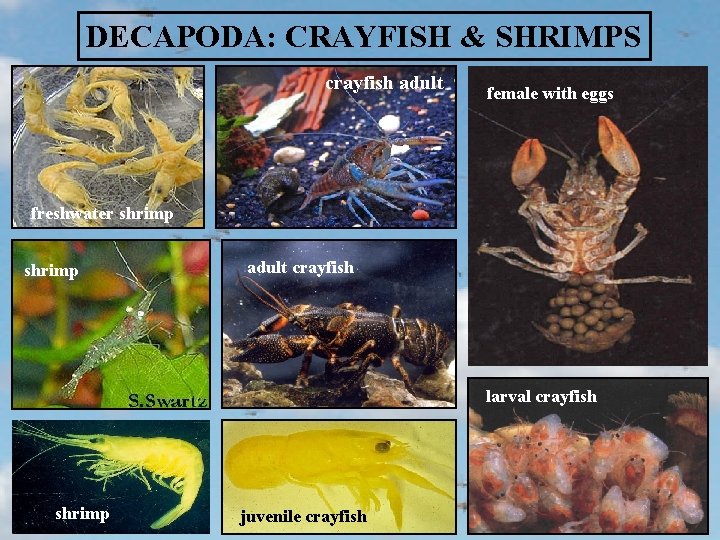DECAPODA: CRAYFISH & SHRIMPS crayfish adult female with eggs freshwater shrimp adult crayfish larval