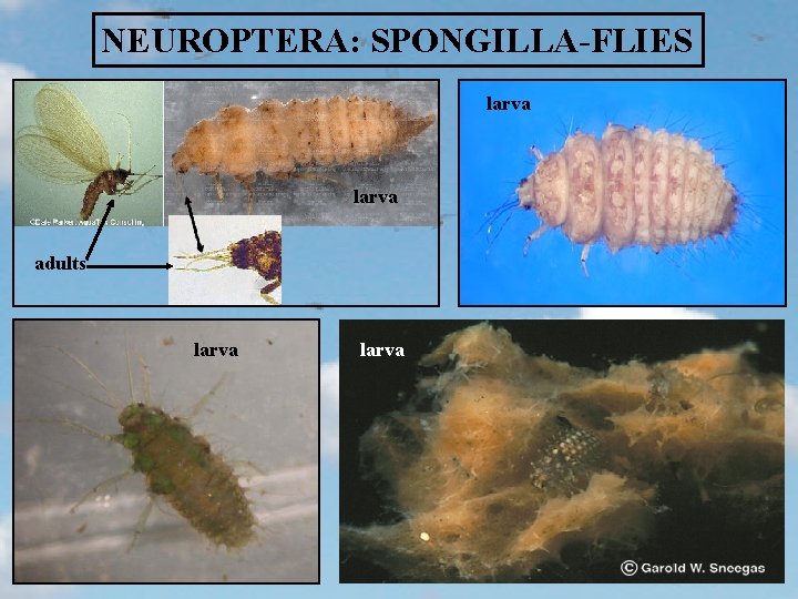 NEUROPTERA: SPONGILLA-FLIES larva adults larva 
