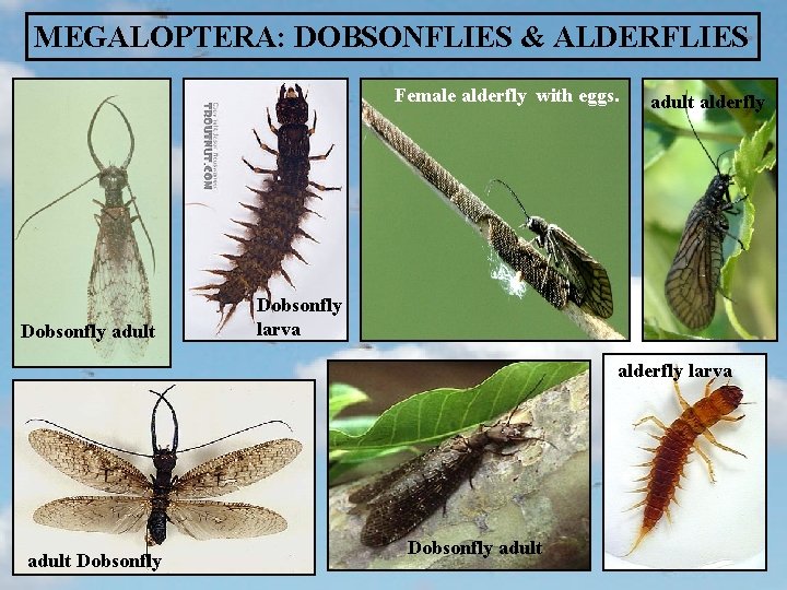 MEGALOPTERA: DOBSONFLIES & ALDERFLIES Female alderfly with eggs. Dobsonfly adult alderfly Dobsonfly larva alderfly