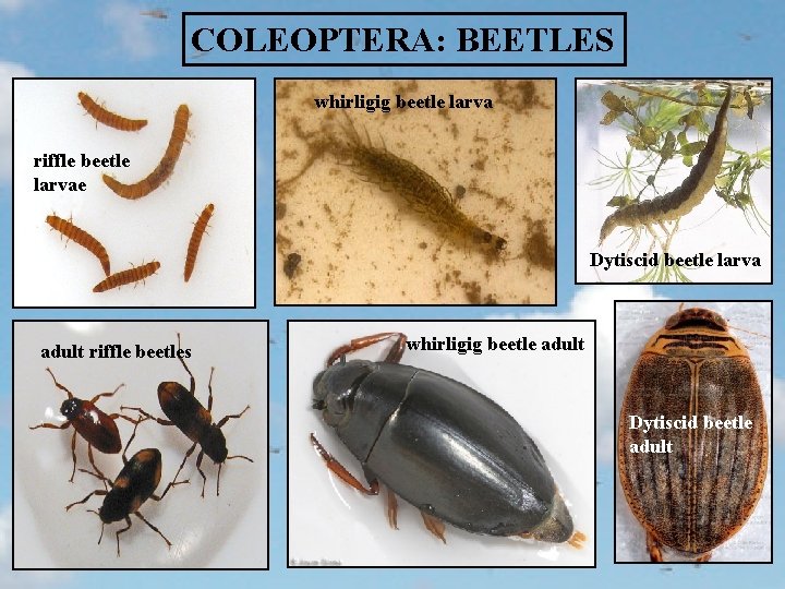 COLEOPTERA: BEETLES whirligig beetle larva riffle beetle larvae Dytiscid beetle larva adult riffle beetles