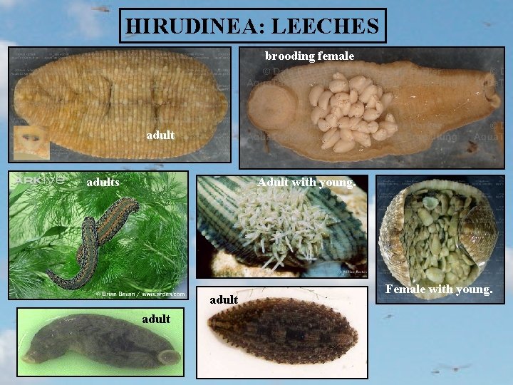 HIRUDINEA: LEECHES brooding female adults Adult with young. adult Female with young. 